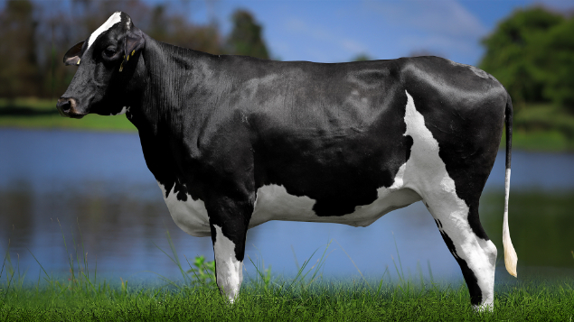 LOTE 21 - 0820-CJ - ROBERTA SATURN 3035 RS DO RANCHO ALEGRE