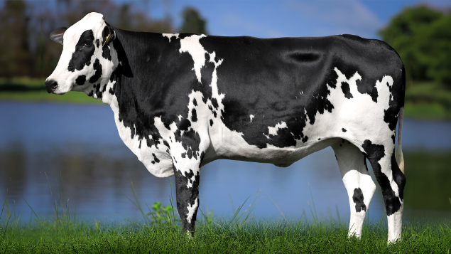 LOTE 22 - 1330-CP - RADEN BLUFF 3136 RS DO RANCHO ALEGRE