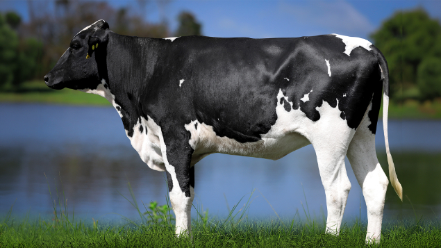 LOTE 23 - 1325-CP - REMY BLUFF 3127 RS DO RANCHO ALEGRE