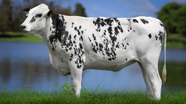 LOTE 24 - 1327-CP - RHAEGAL BLUFF 3134 RS DO RANCHO ALEGRE