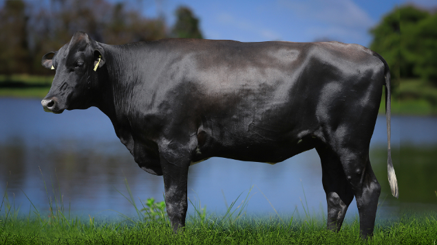 LOTE 25 - 1328-CP - ROSÉLIA BLUFF 3117 RS DO RANCHO ALEGRE