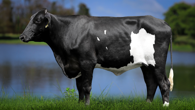 LOTE 26 - 1304-CP - RAFAELA FIV HAMMER 3073 RS DO RANCHO ALEGRE