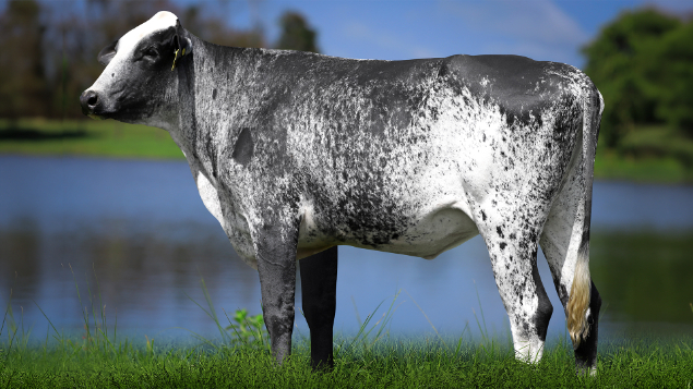 LOTE 27 - 1340-CP - RIMENA FIV HAMMER 3080 RS DO RANCHO ALEGRE