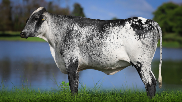 LOTE 28 - 1306-CP - RADMILA HUMBLENKIND 3084 RS DO RANCHO ALEGRE 