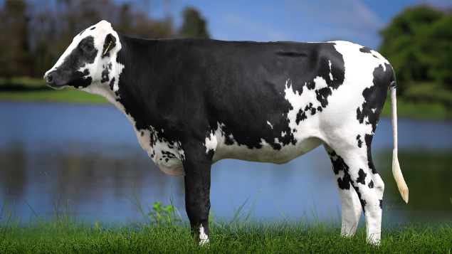 LOTE 29 - 1333-CP - RAPUNZEL BLUFF 3104 RS DO RANCHO ALEGRE