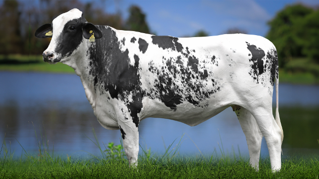 LOTE 30 - 0821-CJ - RONDA TORETTO 3037 RS DO RANCHO ALEGRE