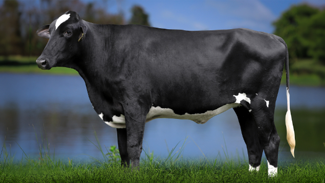 LOTE 31 - 1319-CP - RACHEL FIV HAMMER 3075 RS DO RANCHO ALEGRE