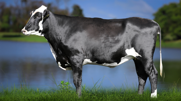 LOTE 32 - RSRA1090 - ROMILDA FIV PEARCE 3061 RS DO RANCHO ALEGRE