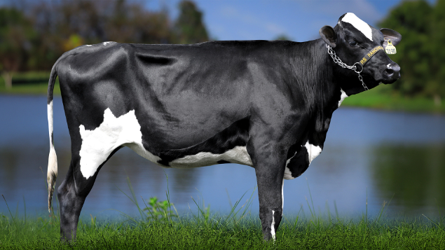 LOTE 33 - RSRA1140 - SIMONE DO NAPOLITANO 3198 RS DO RANCHO ALEGRE