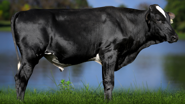 LOTE 37 - RSRA1135 - SHERON DO BLUFF 3180 RS DO RANCHO ALEGRE