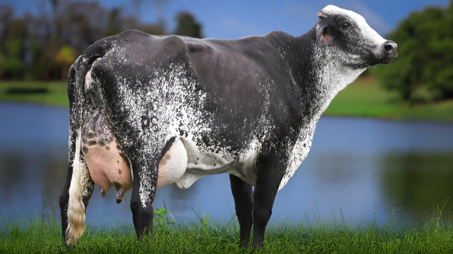 LOTE 03 - 2703-CG - PELENA FIV HOLDEN 2938 RS DO RANCHO ALEGRE