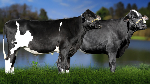 LOTE 34 - RSRA1139 - SOL TORETTO 3194 RS DO RANCHO ALEGRE E RSRA1143 - SEBASTIANA DO TORETTO 3211 RS DO RANCHO ALEGRE