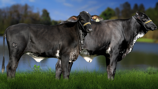 LOTE 35 - RSRA1151 - SISTEMA FIV PREFER 3228 RS DO RANCHO ALEGRE E RSRA1150 - SALMÃN FIV PREFER 3227 RS DO RANCHO ALEGRE