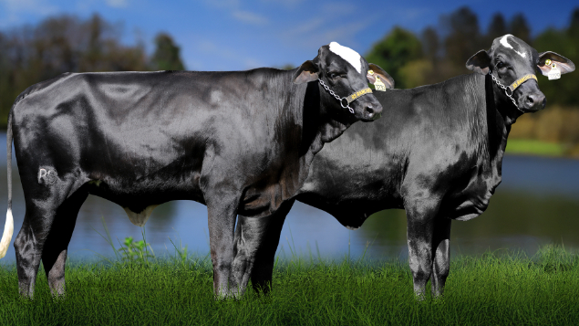 LOTE 36 - RSRA1153 - SAMY FIV PREFER 3230 RS DO RANCHO ALEGRE E RSRA1152 - SALAKA FIV PREFER 3229 RS DO RANCHO ALEGRE