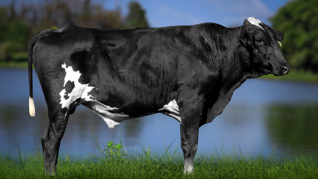 LOTE 38 - 1332-CP - REMIGUIOS HUMBLENKIND 3138 RS DO RANCHO ALEGRE