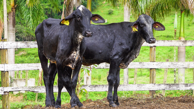 LOTE 58 - 0402-CU - HIOLANDA FIV 1438 WAY MAKER S3 E 0451-CU - IBARRA FIV 1485 MIAMI S3