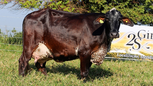 LOTE 11 - FERNANDA 127/026