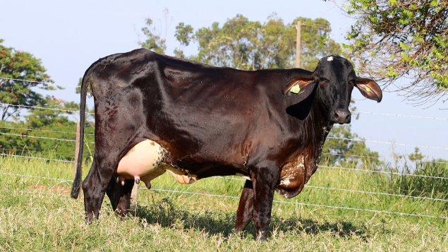 LOTE 09 - BRUNA 130