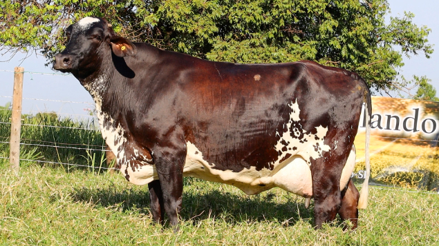 LOTE 10 - DOLAR 83