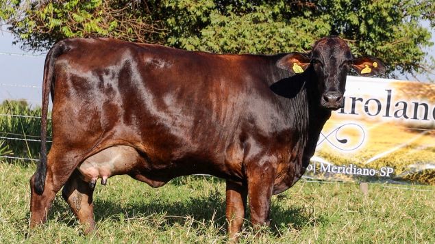 LOTE 14 - GIOVANA 87