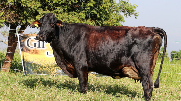 LOTE 16 - JUSSARA 126