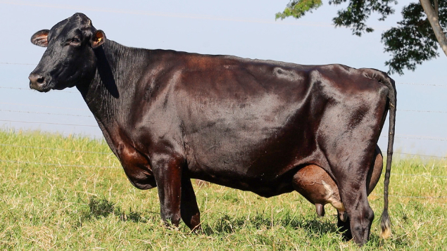 LOTE 06 - JABUTICABA 71