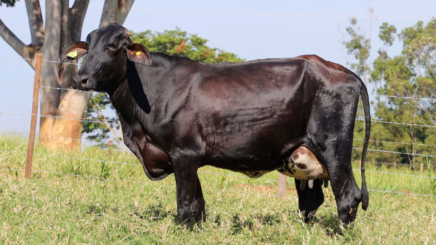 LOTE 07 - SUZANE 125/794