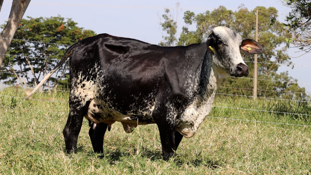 LOTE 08 - LARISSA 128/801