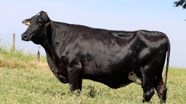 LOTE 27 - BAIANA 035