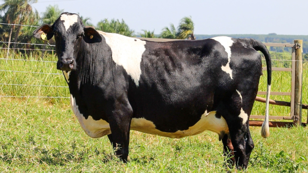 LOTE 22 - ISADORA 019