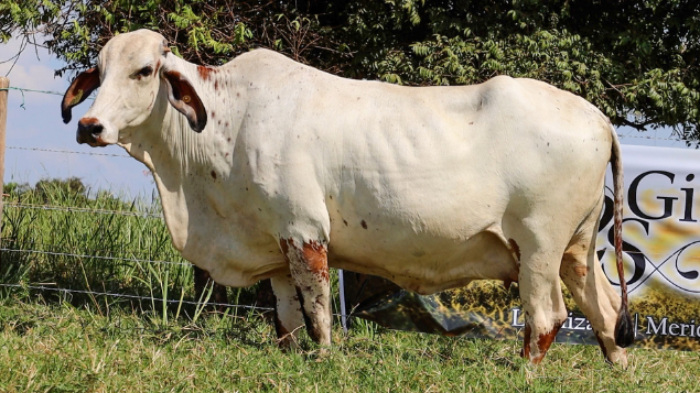 LOTE 24 - PIPOCA 001