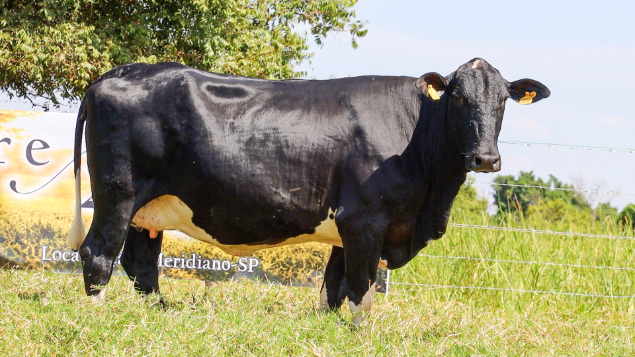 LOTE 25 - SELENA 109