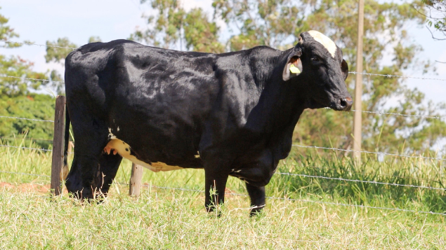 LOTE 26 - BRINCO 123/798