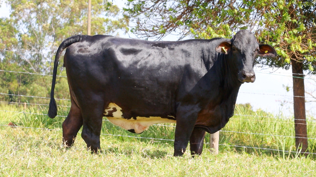 LOTE 31 - BRINCO 122/749