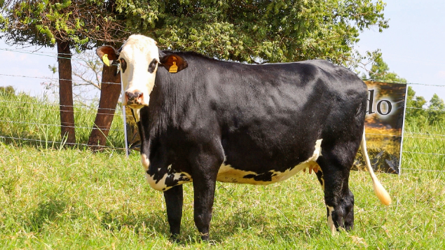 LOTE 32 - BRINCO 102