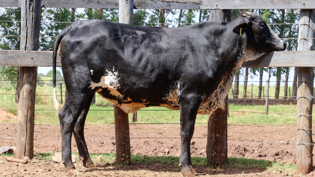 LOTE 35 - BRINCO 121/746
