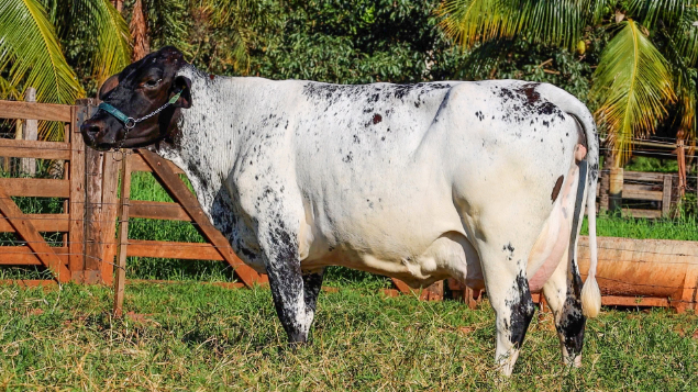 LOTE 05 - 50% - 0754-CF - EBV GRAZI RAGER 1204 FIV