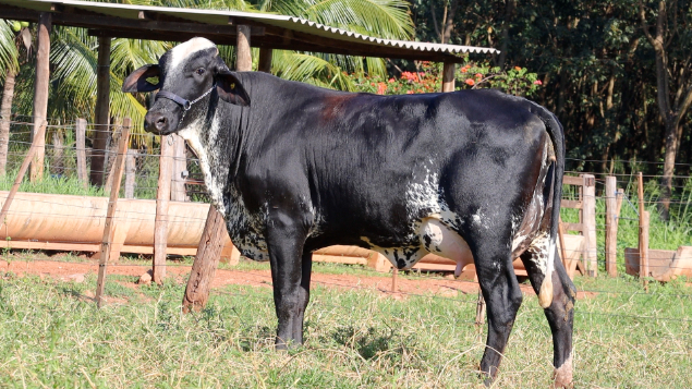 LOTE 01 - 1270-BD - ORNADA FIV DAS NOGUEIRAS