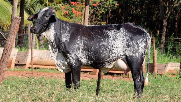 LOTE 02 - 2643-CM - CADINE FIV CANDIRU
