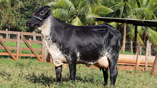LOTE 03 - CAND0071 - CRISTIANA FIV CANDIRU