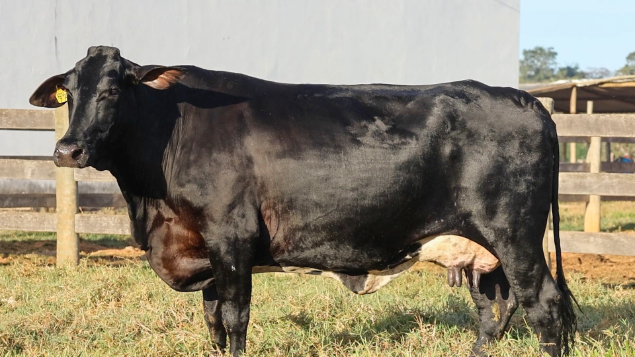 LOTE 034 - GAMG 77 - CARINA DA GUZMALZONI