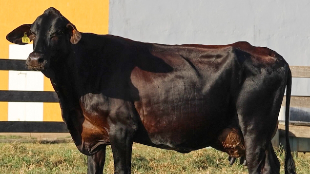 LOTE 035 - GAMG 78 - CATITA DA GUZMALZONI