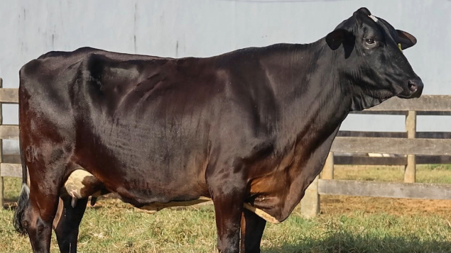 LOTE 036 - CNSH 72