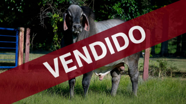 LOTE 100A - PACOTE COM 05 DOSES DE SÊMEN SEXADO DE FÊMEA DO FENOL S - R$150,00 A DOSE
