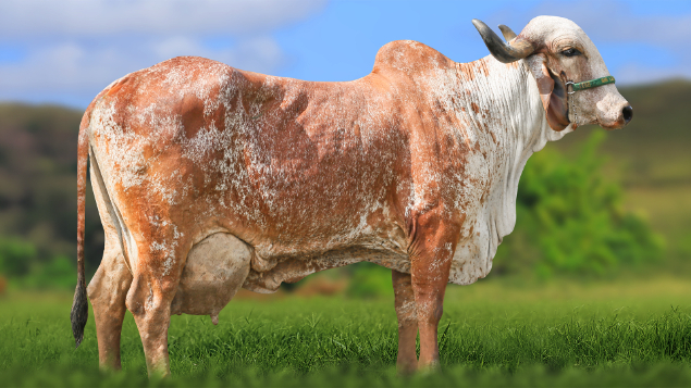 LOTE 08 - RBVG 144 - FARTURA FIV RBV 