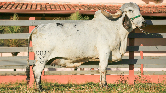 LOTE 07 - CAJC 94 - GRAVURA FIV CHID TEATRO LART 