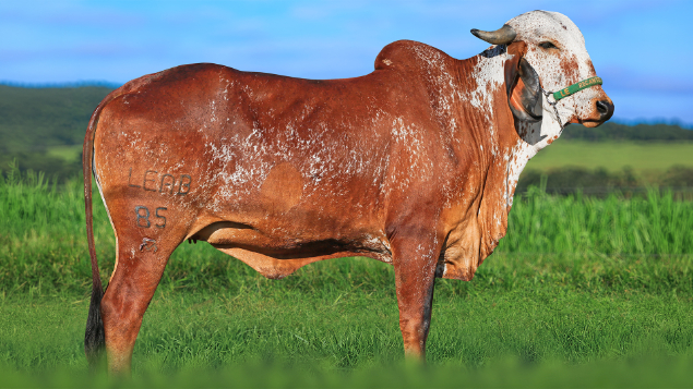 LOTE 13 - LEAB 85 - AROA FIV RECANTO VERDE 