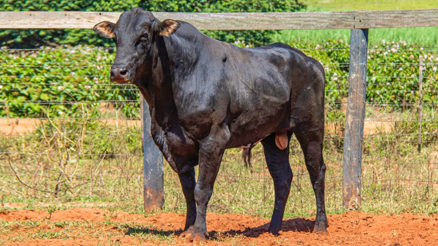 LOTE 01 - ATACANTE 