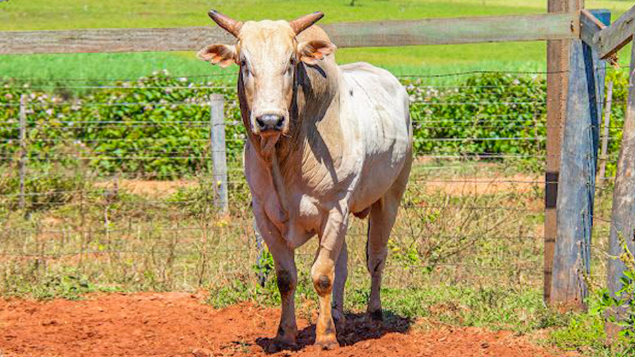 LOTE 02 - DOMINANTE