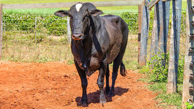 LOTE 03 - MASQUERANO